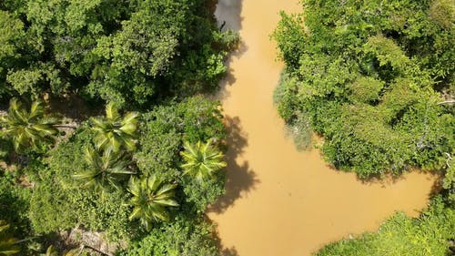 有关天性, 户外, 树的免费素材视频