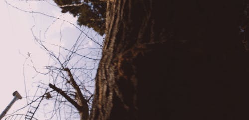 有关人, 咖啡色头发的女人, 天性的免费素材视频