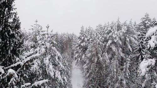 有关下雪, 冬季, 大雪覆盖的免费素材视频