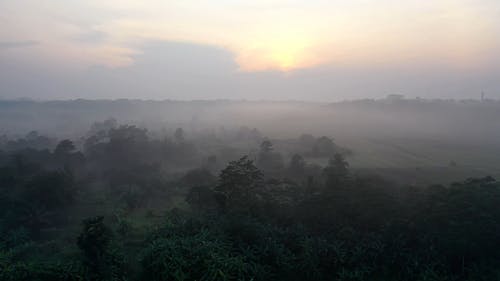 有关农业领域, 有雾, 树木的免费素材视频