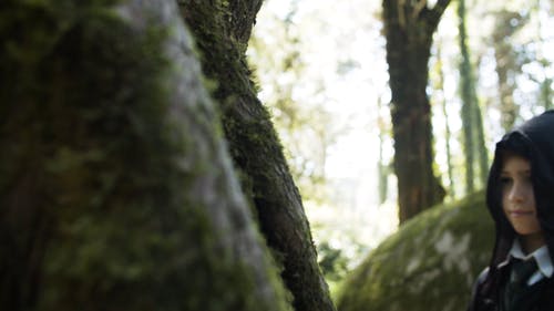 有关人物, 哈利波特, 天性的免费素材视频
