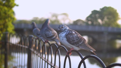 有关动物, 栖息, 野生动物的免费素材视频