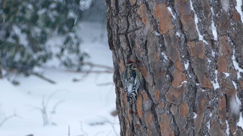 有关下雪, 冬季, 动物的免费素材视频