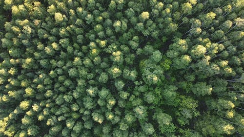 有关叶片, 地平线, 天性的免费素材视频