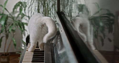 有关动物, 反射, 可爱的免费素材视频