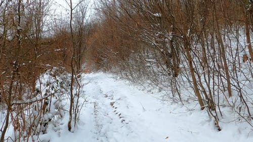 有关下雪的天气, 冬季, 冷的免费素材视频