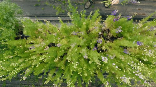 有关2, 修剪, 俯视图的免费素材视频