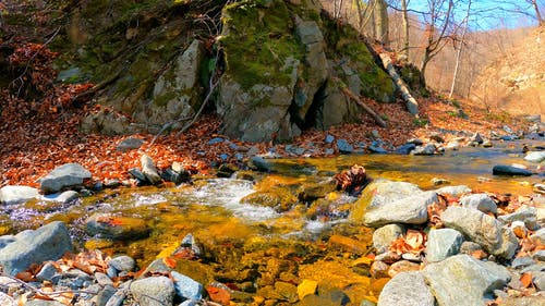 有关下落, 岩石, 枯叶的免费素材视频