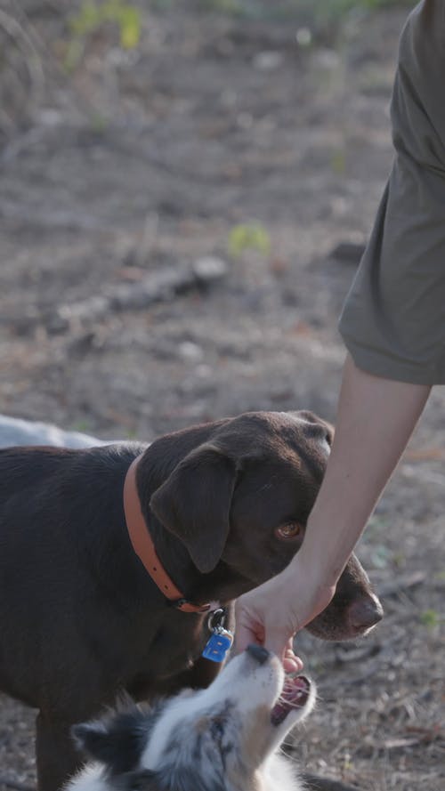 有关倾斜射击, 垂直视频, 女人的免费素材视频