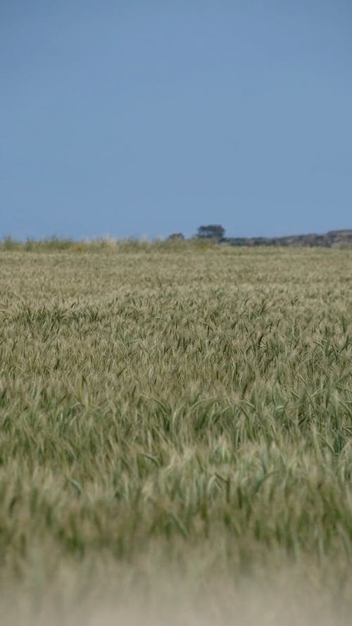 有关增长, 夏天, 多风的免费素材视频