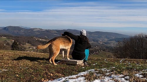 有关@户外, 人类最好的朋友, 动物的免费素材视频