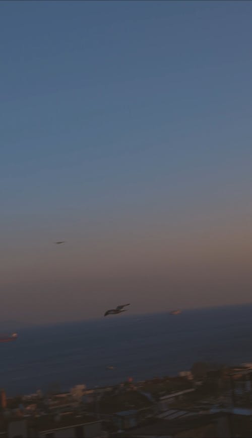 有关birds_flying, 垂直视频, 天空的免费素材视频