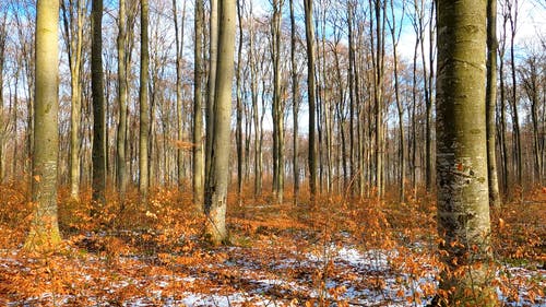 有关下落, 枯叶, 森林的免费素材视频