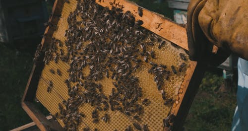 有关个人防护, 养蜂人, 天性的免费素材视频