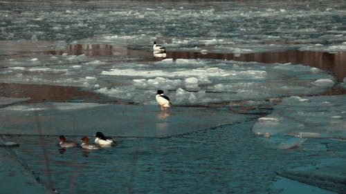 有关冬季, 冰, 冰冻的湖面的免费素材视频