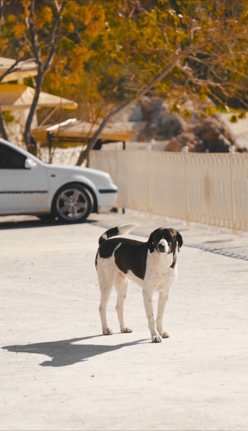 有关伴侣, 可爱, 可爱的的免费素材视频