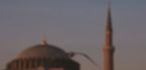 有关动物, 土耳其, 外观的免费素材视频