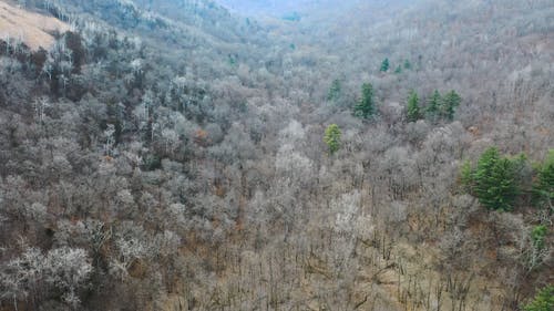 有关原本, 天性, 常绿的免费素材视频