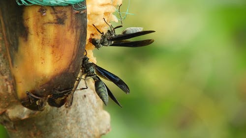 有关伟大的黑黄蜂, 吃, 宏观的免费素材视频