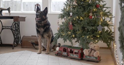 有关人类最好的朋友, 伸出舌头, 动物的免费素材视频