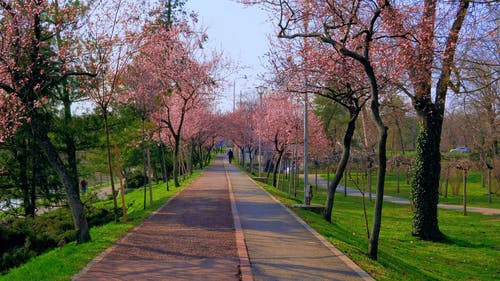 有关公园, 春天, 樱花的免费素材视频