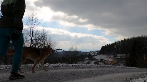 有关dogwalk, 冒险, 冬季的免费素材视频