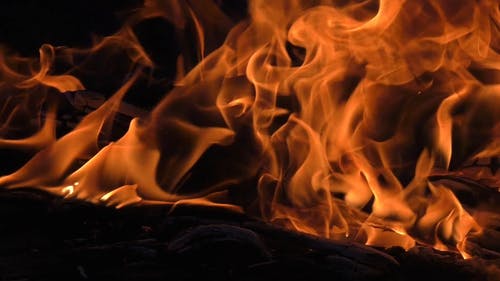 有关大火, 柴火, 树林的免费素材视频