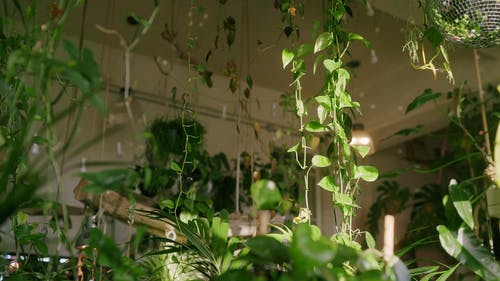 有关低角度拍摄, 室内, 室内植物的免费素材视频
