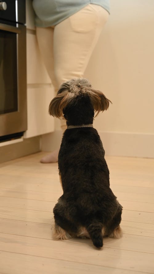 有关可爱, 可爱的, 国内的免费素材视频