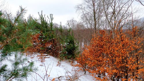 有关冬季, 冷, 大雪覆盖的免费素材视频