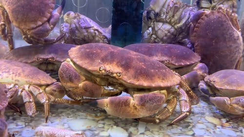 有关水, 水族馆, 水生动物的免费素材视频