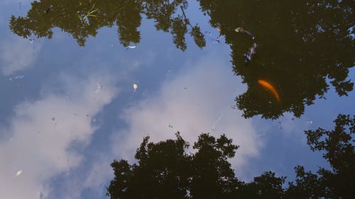 有关反射, 天性, 天空的免费素材视频