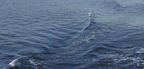 有关天性, 慢动作, 户外的免费素材视频