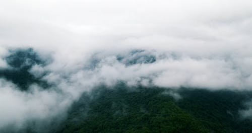 有关天性, 森林, 树木的免费素材视频