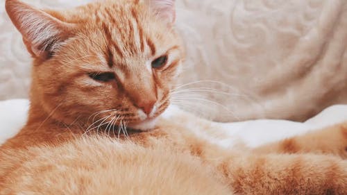 有关4k视频, 可爱的动物, 可爱的猫的免费素材视频