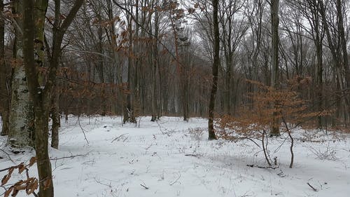 有关冬季景观, 大雪覆盖, 天性的免费素材视频