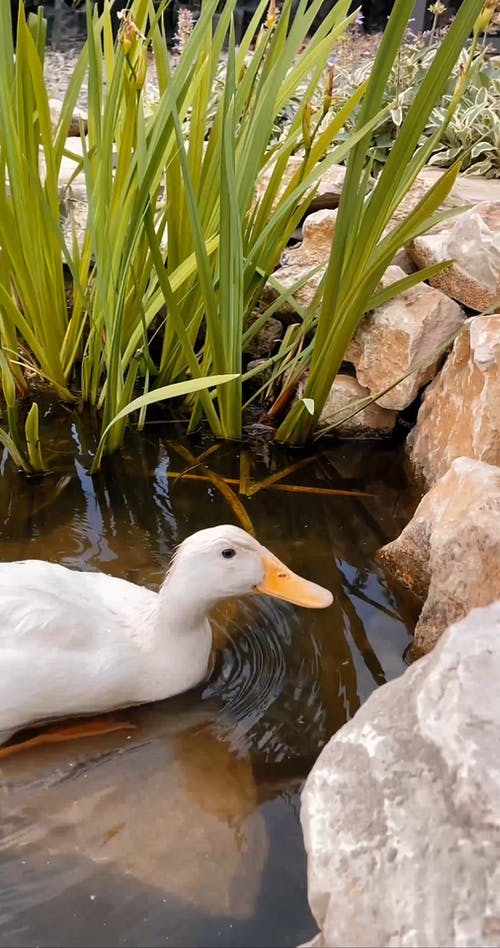 有关公园, 动物, 垂直视频的免费素材视频