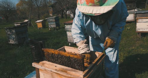 有关个人防护, 养蜂人, 天性的免费素材视频