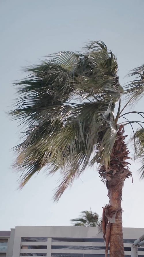 有关刮风, 棕榈树, 棕榈树叶的免费素材视频