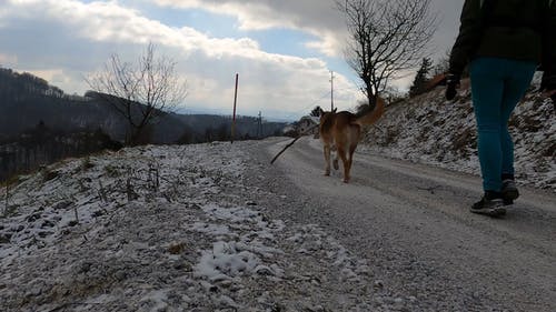 有关下雪, 享受, 冬季的免费素材视频
