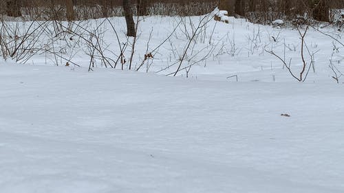 有关下雪, 人, 低角度拍摄的免费素材视频