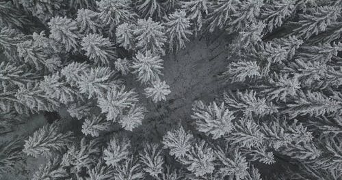 有关冬季, 冬季森林, 大雪覆盖的免费素材视频