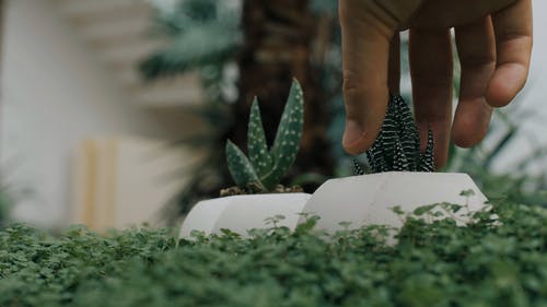 有关下田, 人, 仙人掌的免费素材视频