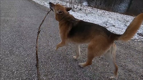 有关dogwalk, 冬季, 动物的免费素材视频