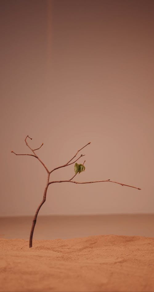 有关乾旱, 分公司, 原本的免费素材视频