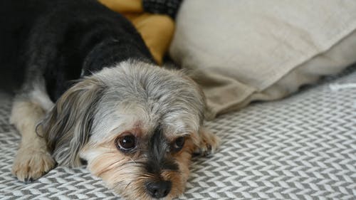 有关动物, 可爱, 可爱的的免费素材视频