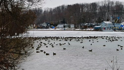 有关加拿大, 城镇, 天性的免费素材视频