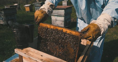 有关人, 个人防护, 养蜂人的免费素材视频