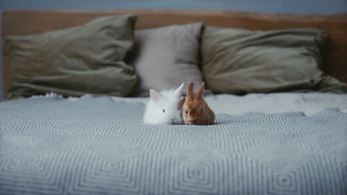 有关＃室内, 假日, 传统的免费素材视频