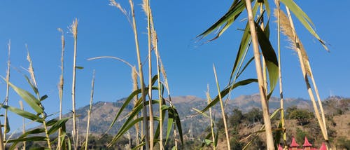 有关低角度视图, 多风, 小麦的免费素材视频